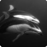 dolphin picture