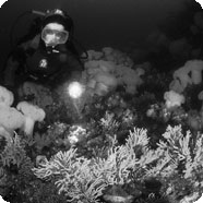 intermediate and expert dive