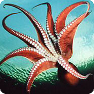 marine life picture
