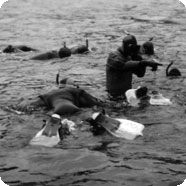 snorkeler dive picture